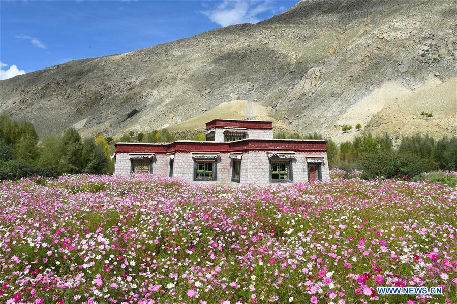 CHINA-TIBET-NYEMO-COSMOS FLOWERS (CN)