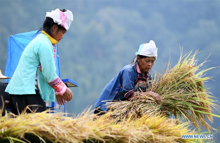 CHINA-GUIZHOU-RONGJIANG-RICE-HARVEST (CN)