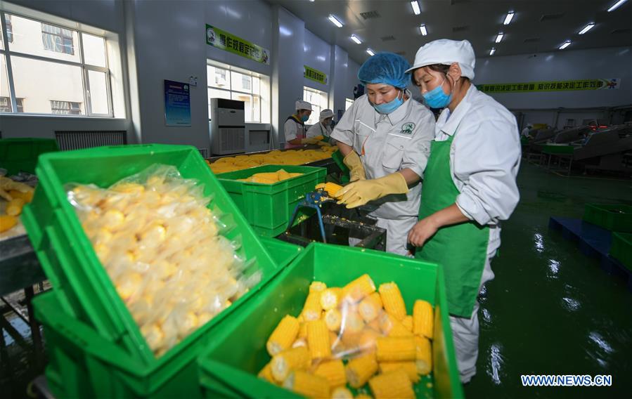 CHINA-JILIN-CORN-BUSINESS (CN)