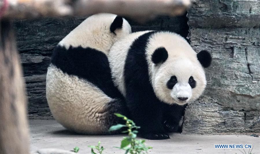 CHINA-BEIJING-ZOO-GIANT PANDA TWINS-DEBUT(CN)