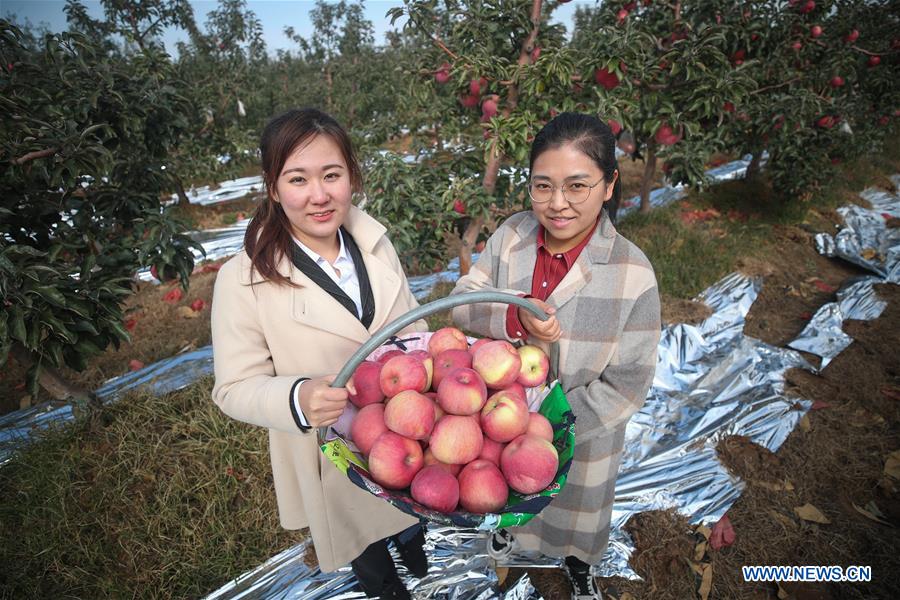 CHINA-SHENYANG-APPLE-HARVEST (CN)