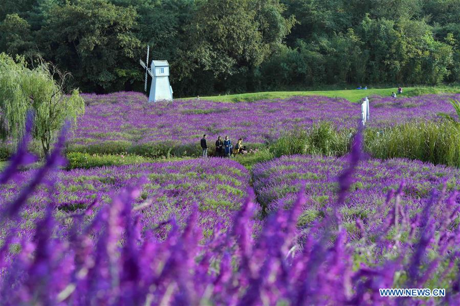 CHINA-YUNNAN-FLOWERS-TOURISM(CN)