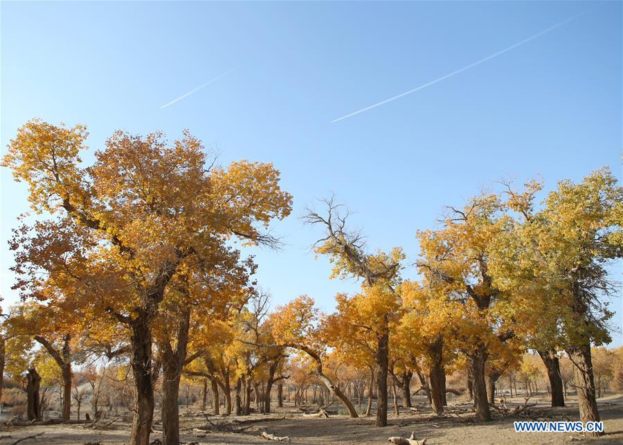 CHINA-INNER MONGOLIA-POPULUS EUPHRATICA-SCENERY (CN)