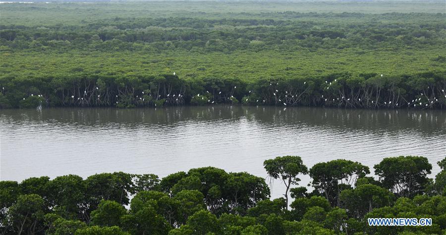 CHINA-HAINAN-MANGROVE-RESERVE (CN)