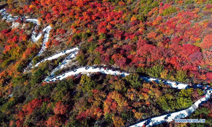 CHINA-HEBEI-SHEXIAN-RED LEAVES (CN)