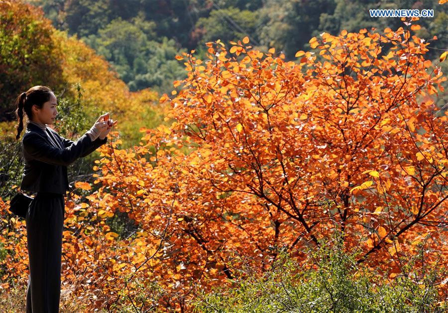 CHINA-HENAN-AUTUMN SCENERY (CN)