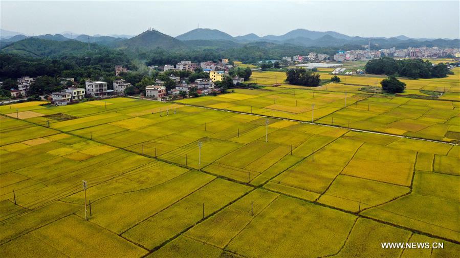 CHINA-GUANGXI-RICE FIELDS (CN)