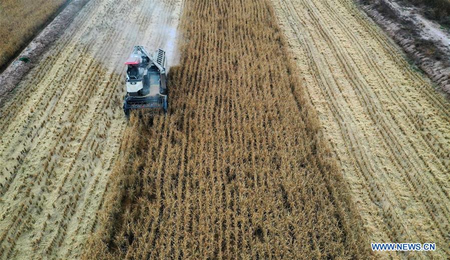 CHINA-SHAANXI-YAN'AN-PADDY FIELD-HARVEST (CN)