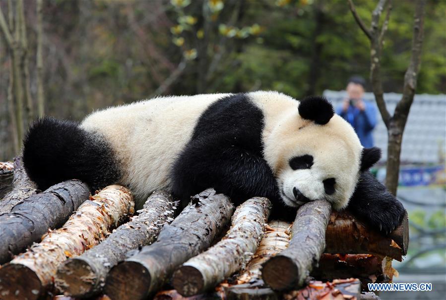 CHINA-SICHUAN-JIUZHAIGOU-GIANT PANDA (CN)