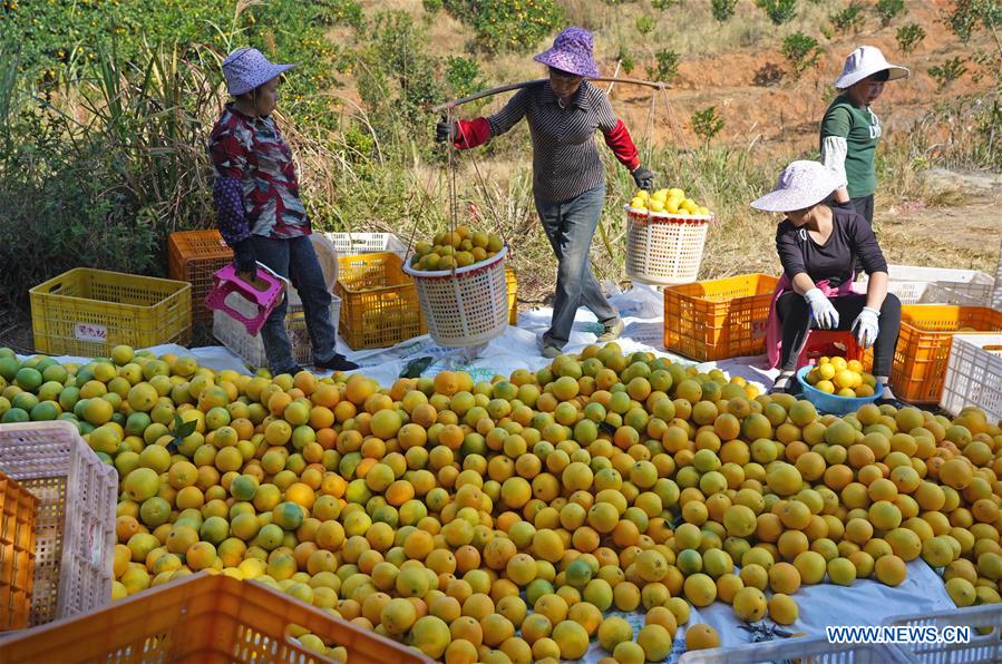 CHINA-JIANGXI-GANZHOU-HARVEST-NAVEL ORANGE (CN)