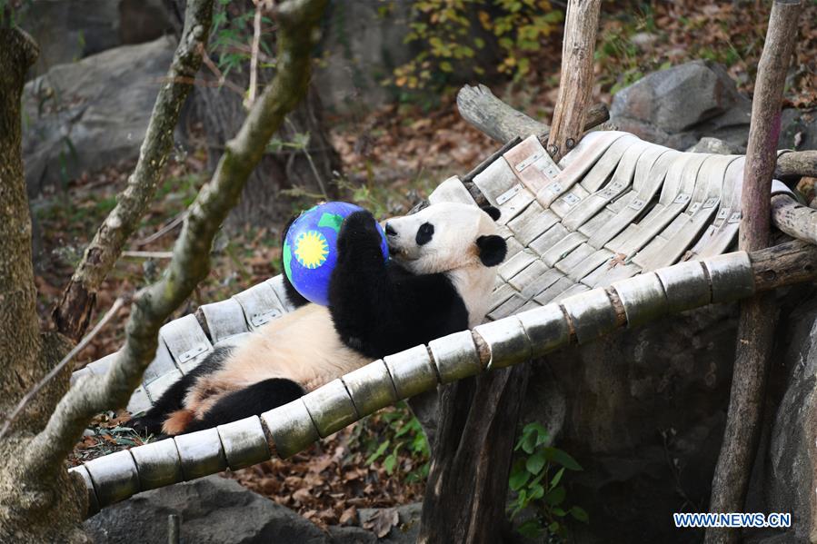 U.S.-WASHINGTON D.C.-NATIONAL ZOO-CHINESE GIANT PANDA-FAREWELL