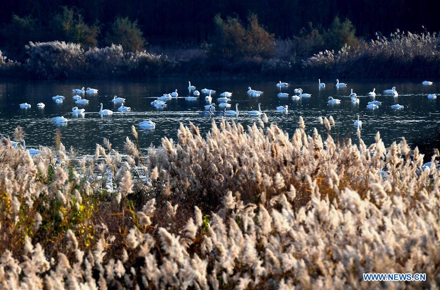 CHINA-HENAN-SANMENXIA-WHITE SWANS (CN)