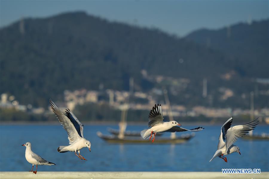 CHINA-YUNNAN-KUNMING-BLACK-HEADED GULLS (CN)