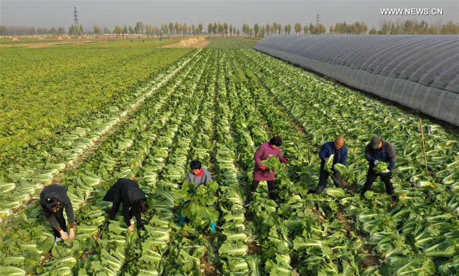 CHINA-HEBEI-LUANZHOU-VEGETABLE INDUSTRY (CN)