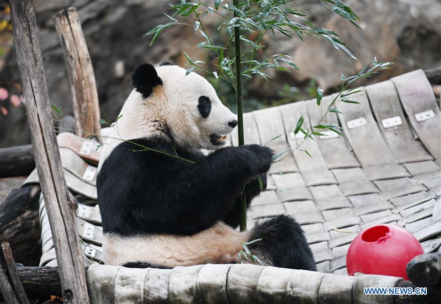 U.S.-WASHINGTON D.C.-CHINA-GIANT PANDA BEI BEI-DEPARTURE