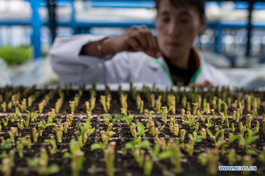 CHINA-YUNNAN-SHILIN-POVERTY ALLEVIATION-PEPINO MELON-INDUSTRY (CN)