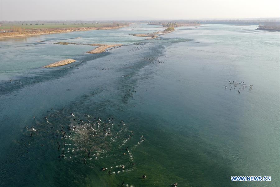 CHINA-HENAN-LUOYANG-YELLOW RIVER WETLAND-ECO-ENVIRONMENT (CN)