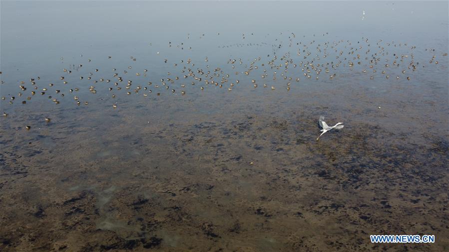 CHINA-ANHUI-SHENGJIN LAKE-MIGRANT BIRDS (CN)