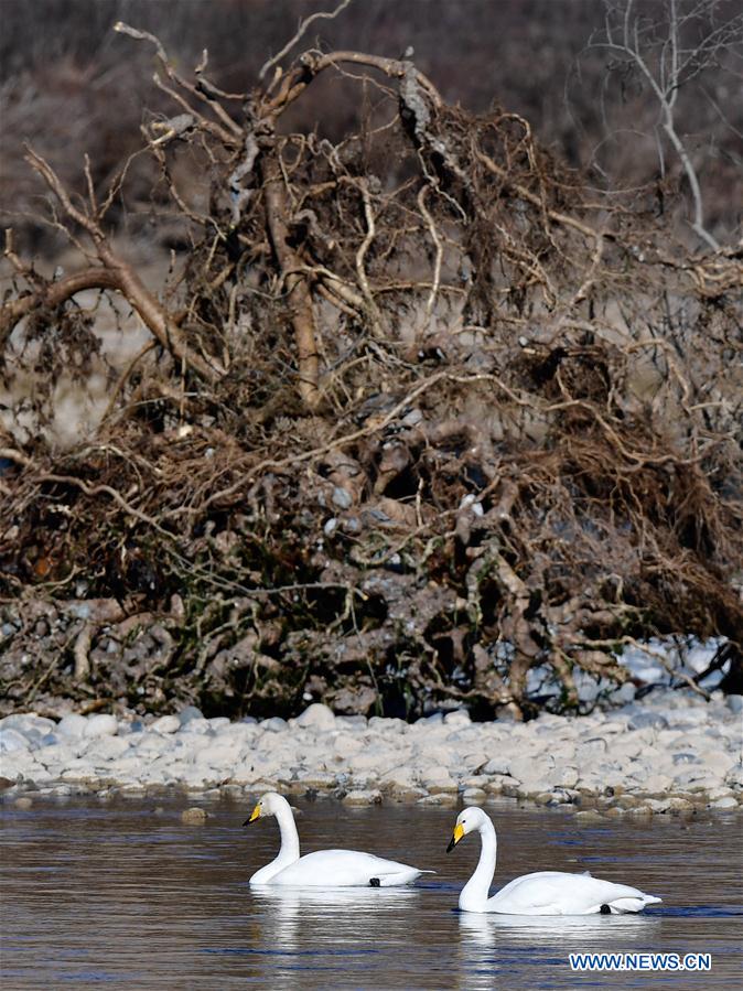 CHINA-QINGHAI-GUIDE-SWAN (CN)