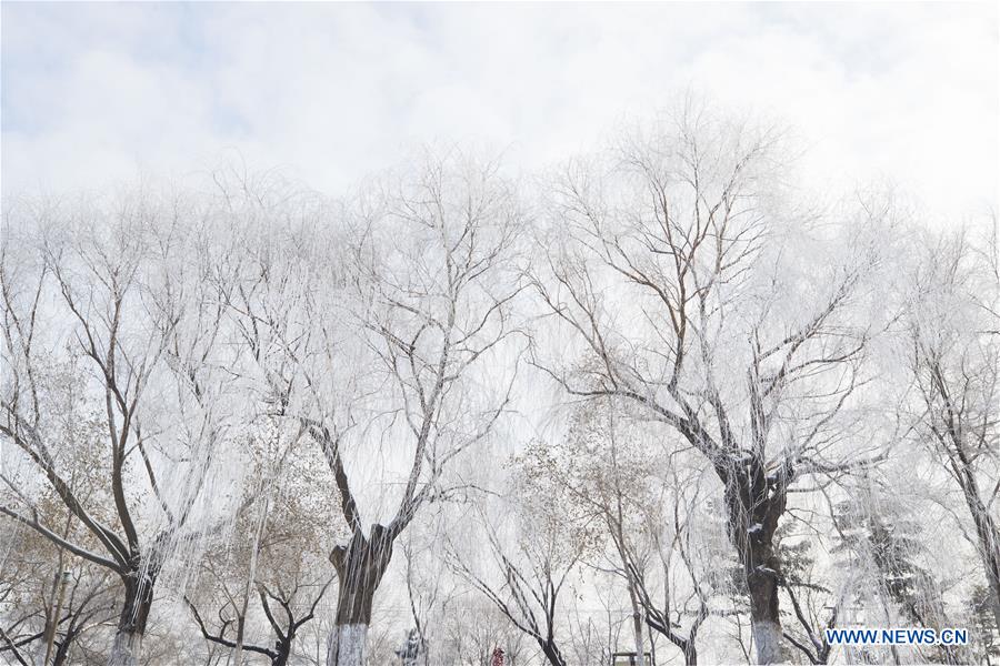 CHINA-HEILONGJIANG-HARBIN-RIME SCENERY (CN)