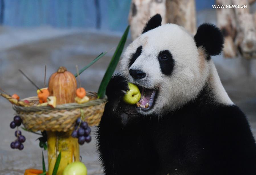 CHINA-HAINAN-HAIKOU-GIANT PANDA (CN)