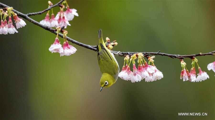 CHINA-FUJIAN-FUZHOU-WHITE-EYE-BIRD (CN)