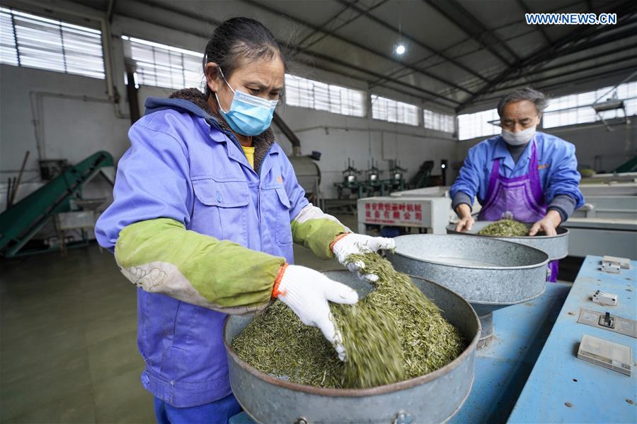 CHINA-CHONGQING-TEA PRODUCTION (CN)