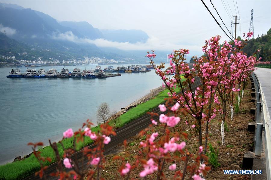 #CHINA-HUBEI-YICHANG-CHERRY BLOSSOMS (CN)