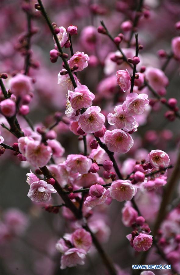 #CHINA-XUANEN-PLUM FLOWERS (CN)