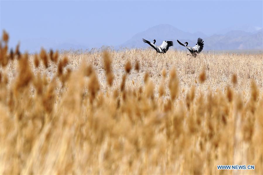 CHINA-GANSU-AKSAY-MIGRATORY BIRDS (CN)