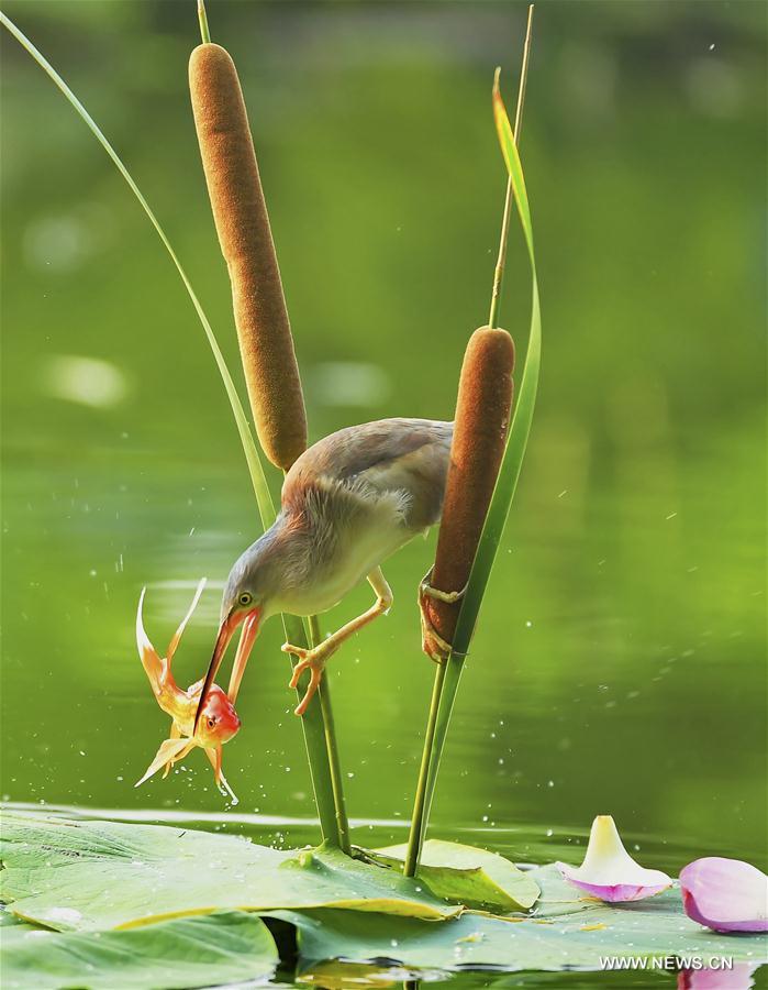 CHINA-TANGSHAN-LOTUS-SCENERY (CN)