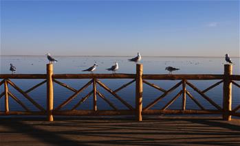 Scenery of Juyan Lake in N China's Inner Mongolia