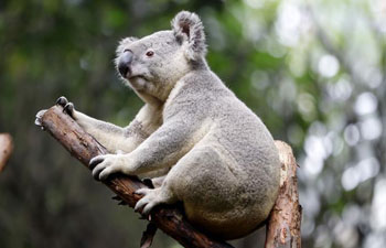 Cute koalas in China's Guangzhou Chimelong Safari Park