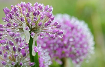 Tourists view wild chive flowers in SW China's Guizhou