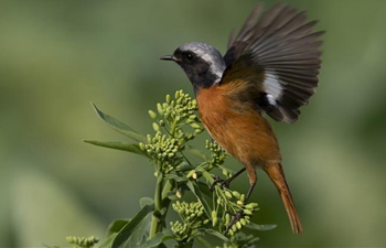 Birds seen in Fuzhou, southeast China's Fujian