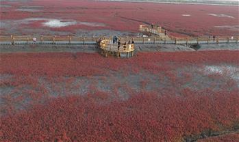 View of Honghaitan Red Beach scenic area in NE China's Liaoning