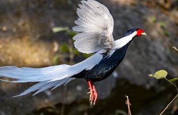 In pics: Junzifeng national nature reserve in China's Fujian