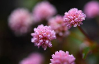 In pics: flower blossoms in China's Hubei