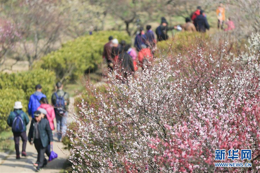 #（社會(huì)）（4）江蘇南京：梅花綻放引客來