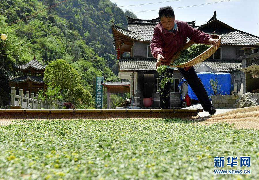 #（社會(huì)）（3）湖北宣恩：花草搓揉出的土家美味