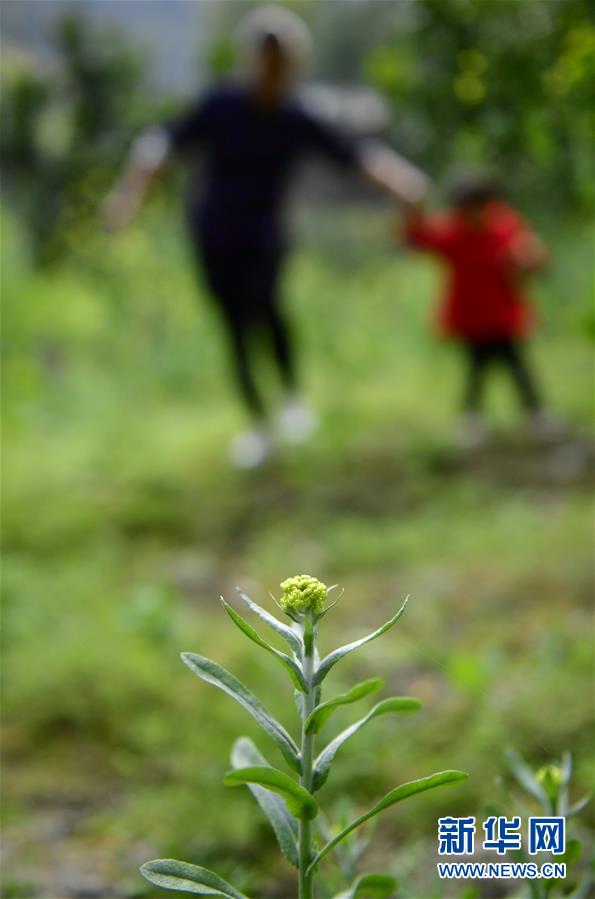 #（社會(huì)）（2）湖北宣恩：花草搓揉出的土家美味