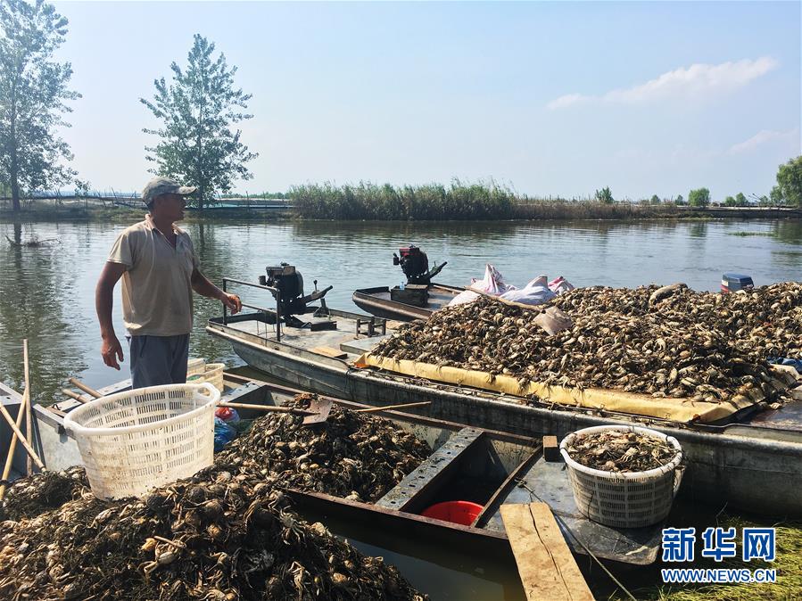 （新華視點(diǎn)·圖文互動(dòng)）（1）上游洪水來(lái)襲下游魚(yú)蟹死亡，泄洪為何變泄污,？