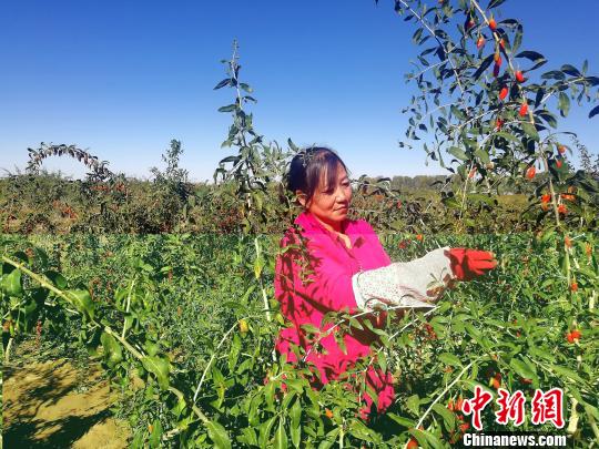 青海柴達(dá)木盆地枸杞采摘能手：不到70天掙了1萬塊