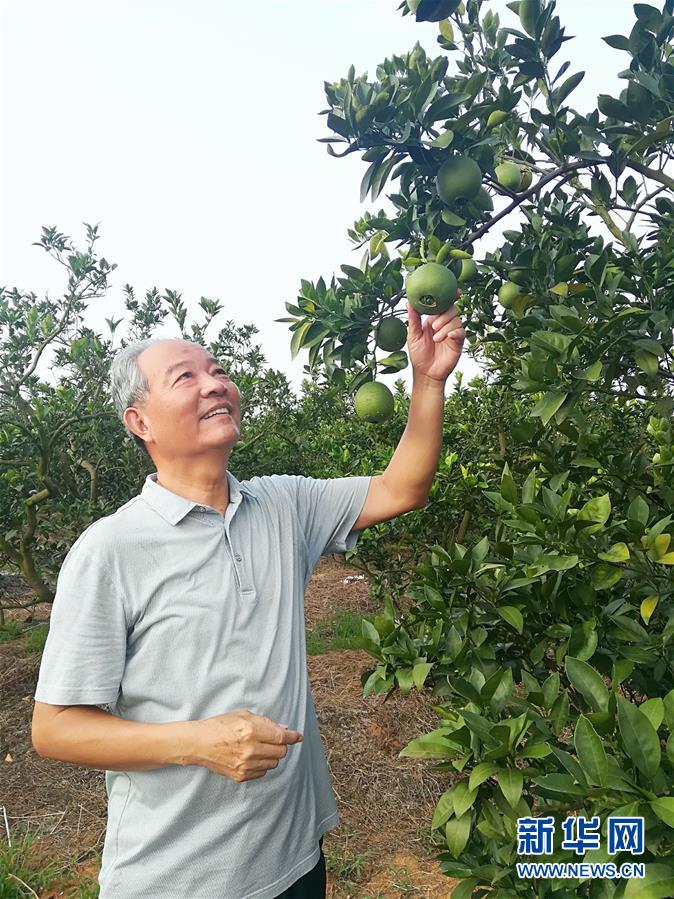 （在習(xí)近平新時(shí)代中國特色社會(huì)主義思想指引下·慶祝改革開放40周年·協(xié)調(diào)發(fā)展·圖文互動(dòng)）（5）臍橙“三變”見證40年變遷