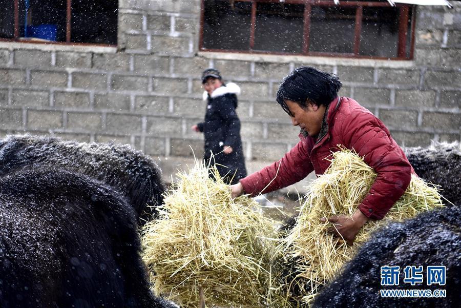 （新華全媒頭條·圖文互動）（6）風(fēng)雪中傳遞溫暖的力量——記青海干部群眾抗擊玉樹雪災(zāi)