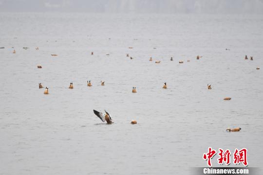 圖為在納帕海濕地棲息的候鳥,?！⑷疥?攝