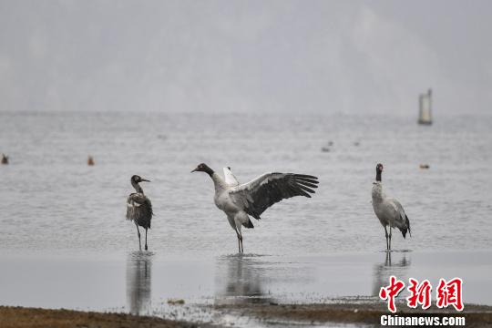 圖為在納帕海濕地棲息的黑頸鶴?！⑷疥?攝