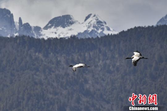 圖為在納帕海濕地上空飛翔的黑頸鶴,。　劉冉陽 攝