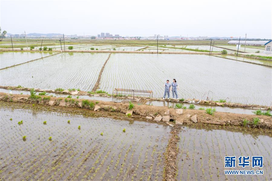 （在習近平新時代中國特色社會主義思想指引下——新時代新作為新篇章·圖文互動）（1）大學生種田讓農(nóng)民“老把式”開了眼——吉林長白山下的稻田新事