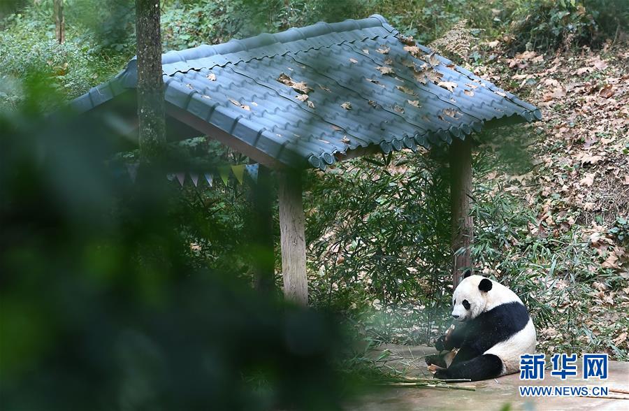 （社會(huì)）（8）旅美大熊貓“貝貝”回到四川